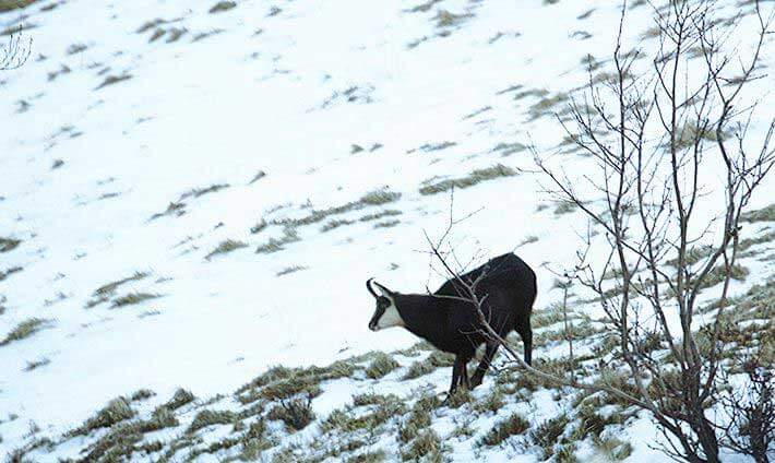 Des Chamois Dans Les Hautes Vosges